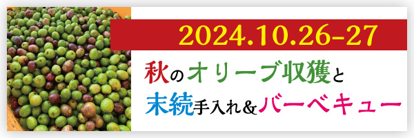 秋のオリーブ収獲と末続手入れ＆バーベキュー