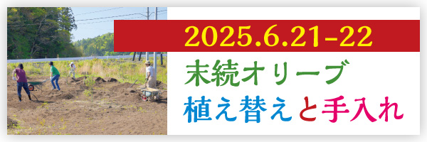末続オリーブ植え替えと手入れ