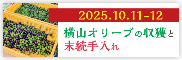 横山オリーブの収獲と末続手入れ