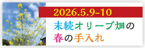 末続オリーブ畑の春の手入れ