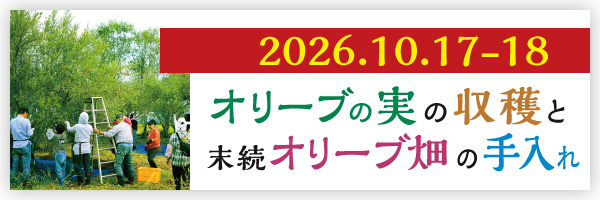 オリーブの実の収穫と末続オリーブ畑手入れ